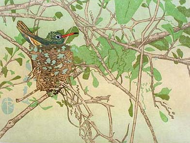 Andrea Rich - Buff Breasted Hummingbird