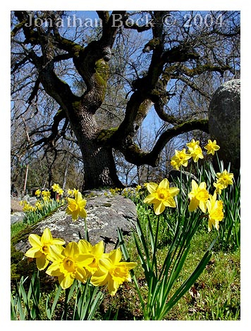 Daffodils by Jonathan Bock