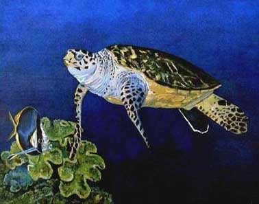 Green Sea Turtle