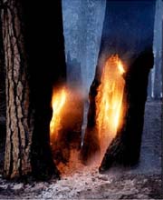 Fire Trees, Sierra National Forest, photograph by David Ashcraft