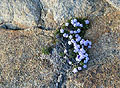 Spreading Flox, Fresno Dome